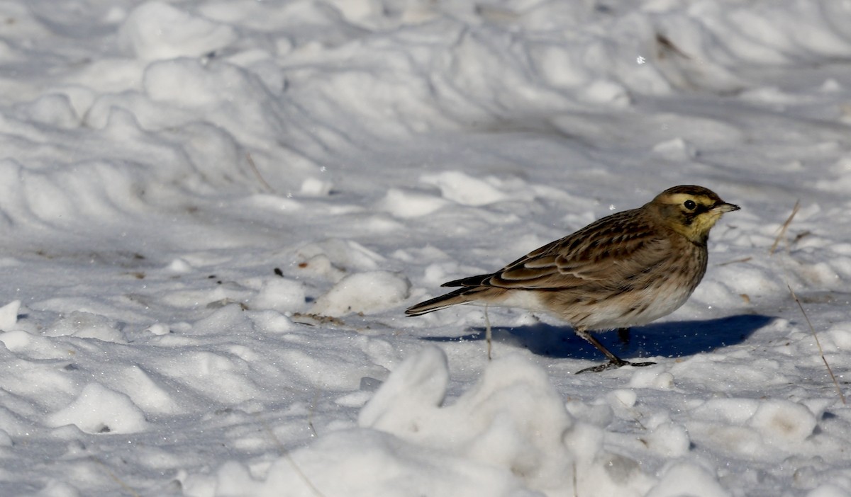 Allodola golagialla - ML647070490