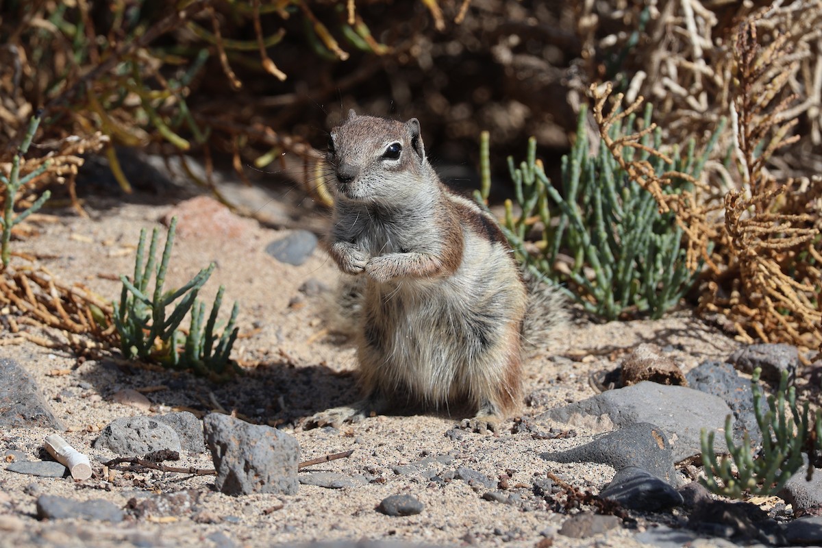 動物界 - ML647070491