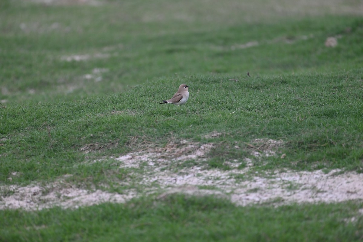 Small Pratincole - ML647070492