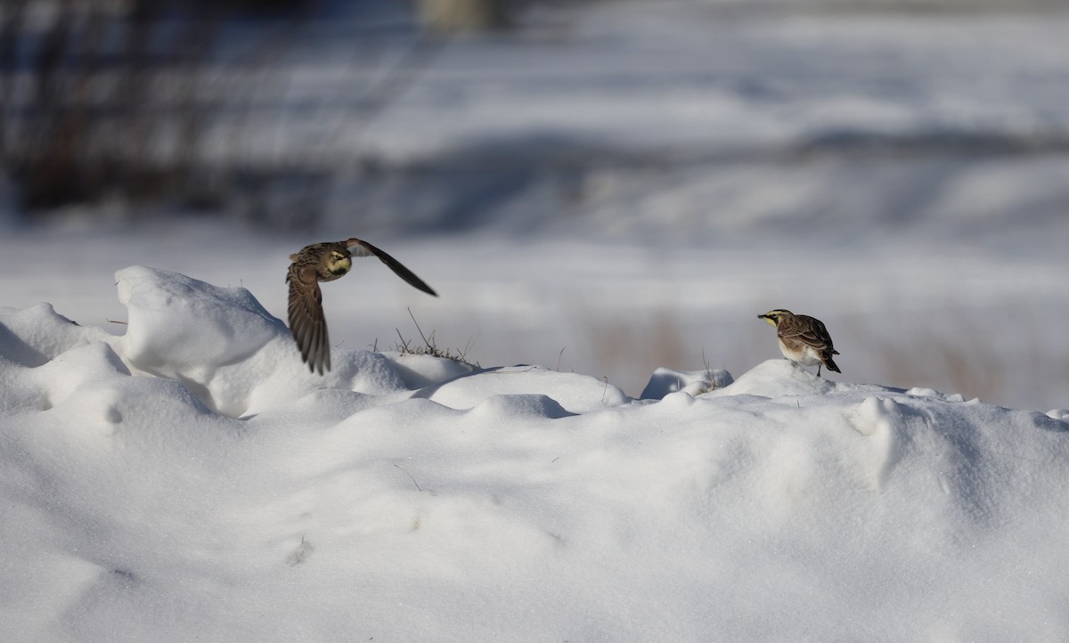 Allodola golagialla - ML647070493