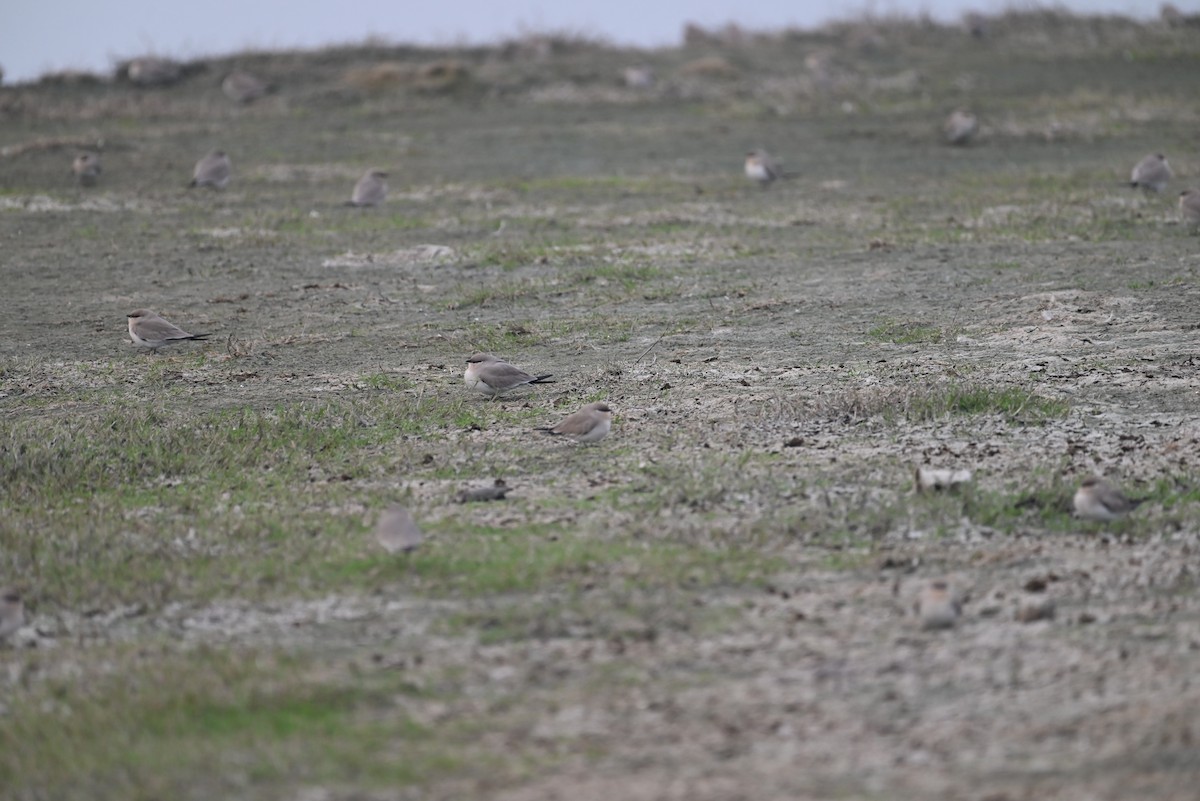 Small Pratincole - ML647070501