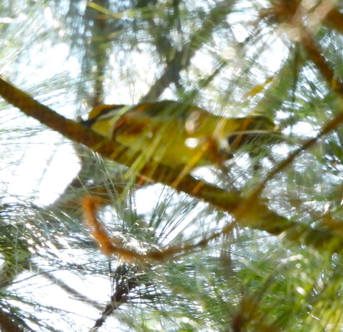 Chestnut-sided Shrike-Vireo - ML647070502
