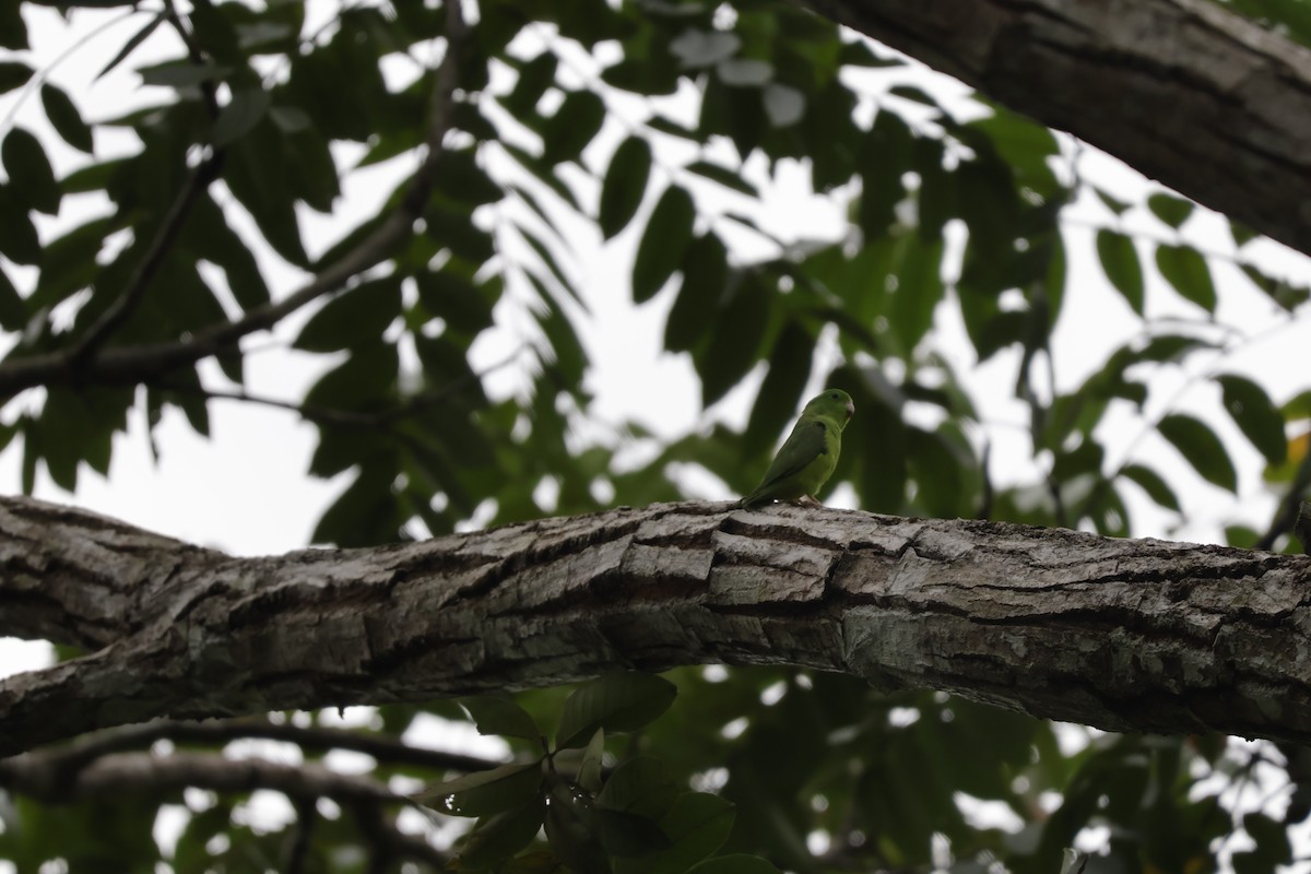 Spectacled Parrotlet - ML647070503