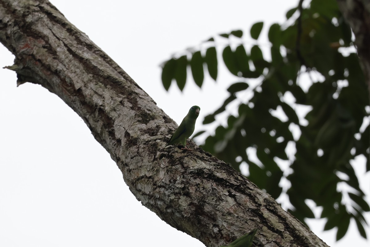 Spectacled Parrotlet - ML647070505