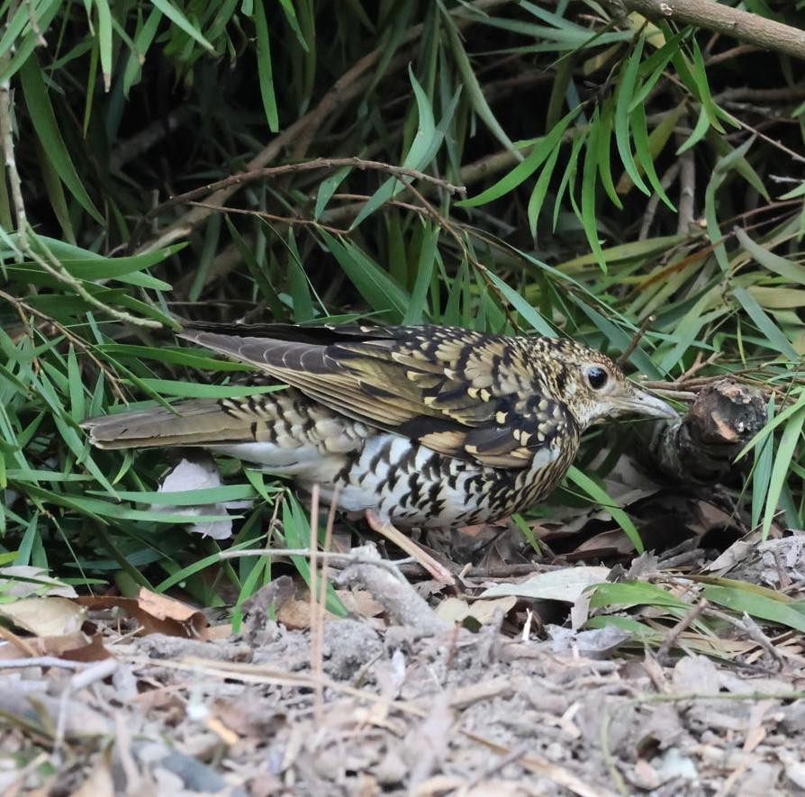 白氏地鶇 - ML647070507