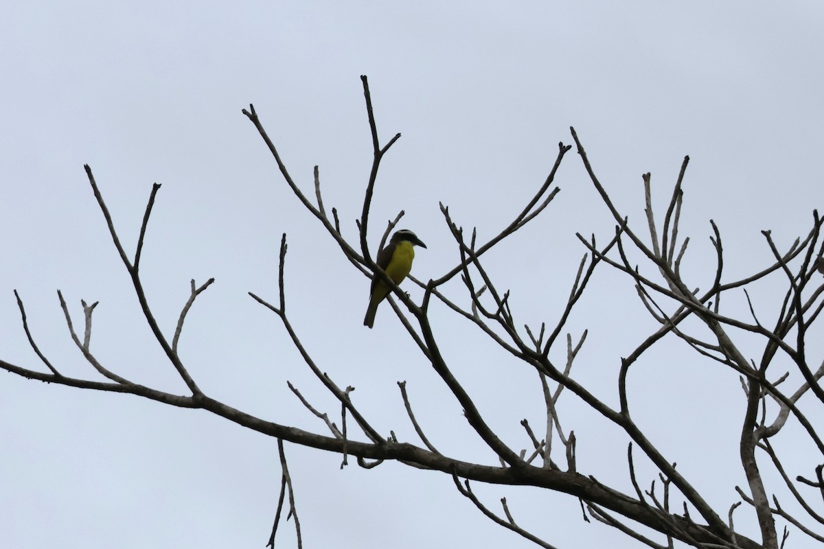 Boat-billed Flycatcher (Northern) - ML647070512