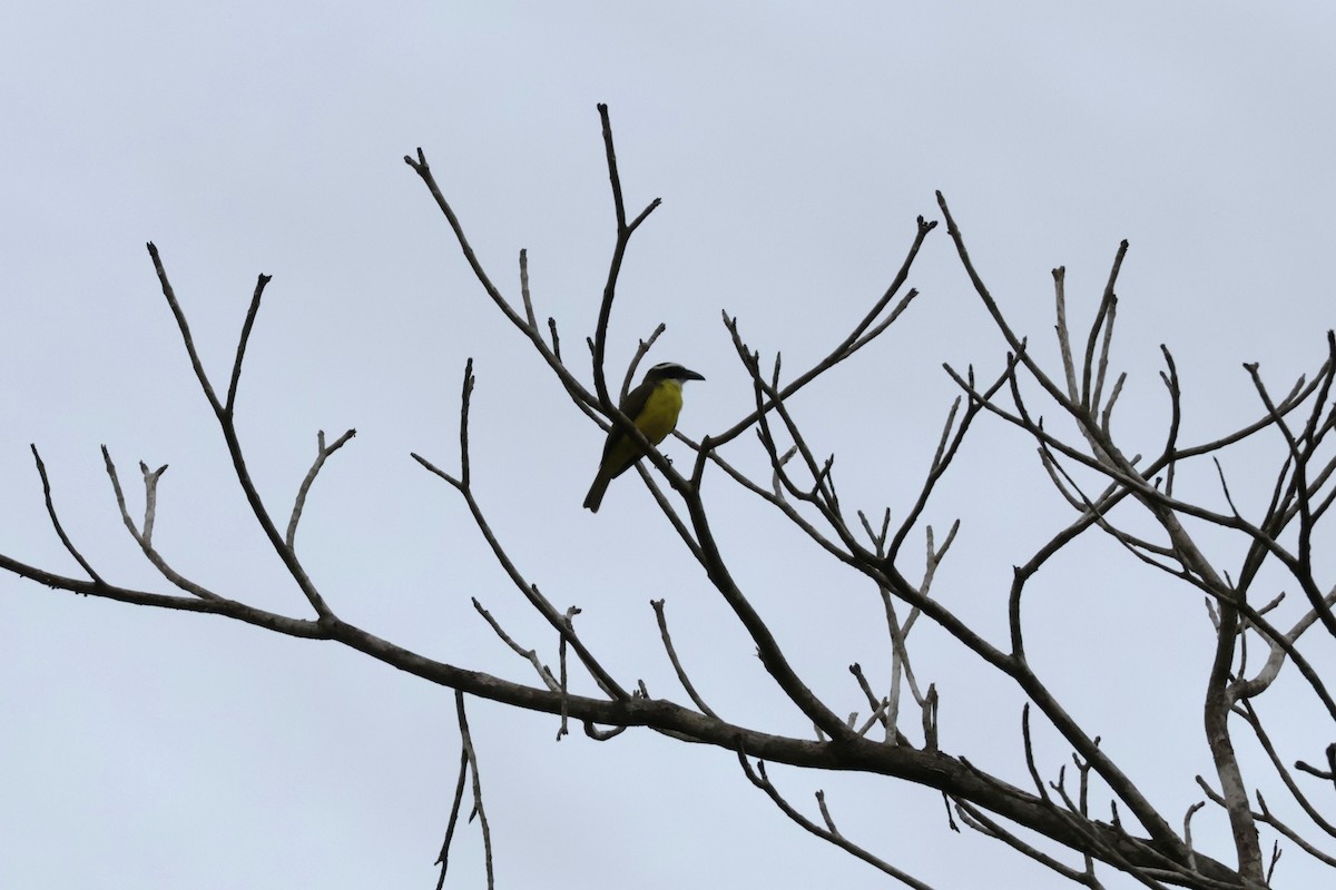 Boat-billed Flycatcher (Northern) - ML647070513
