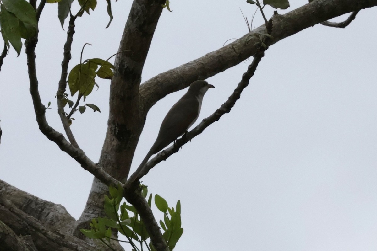 Yellow-billed Cuckoo - ML647070519