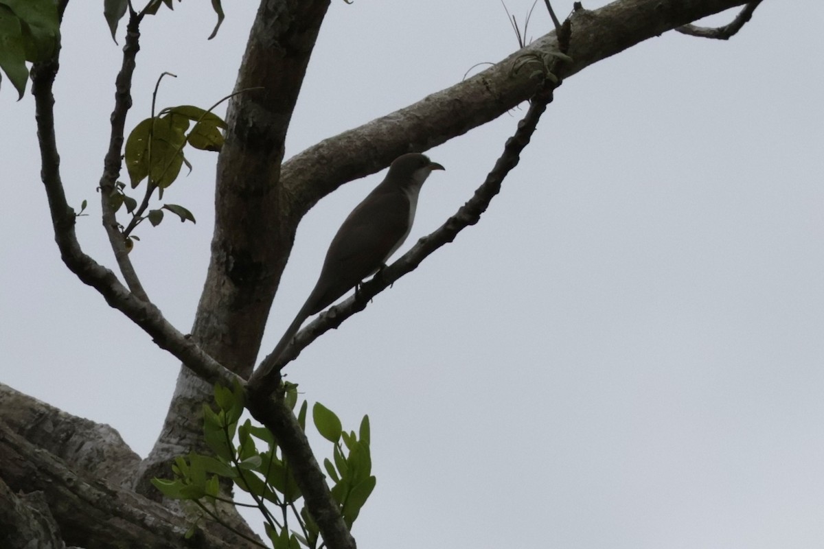 Yellow-billed Cuckoo - ML647070521