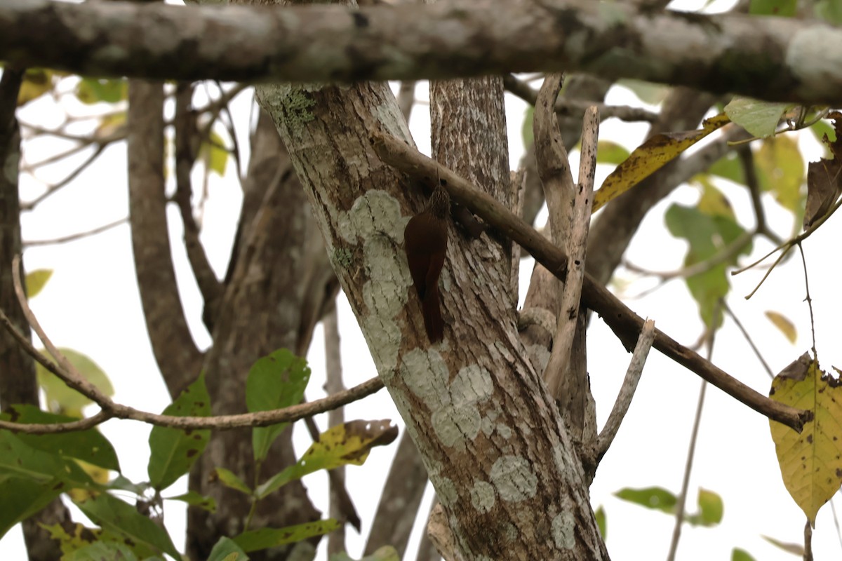 Streak-headed Woodcreeper - ML647070532