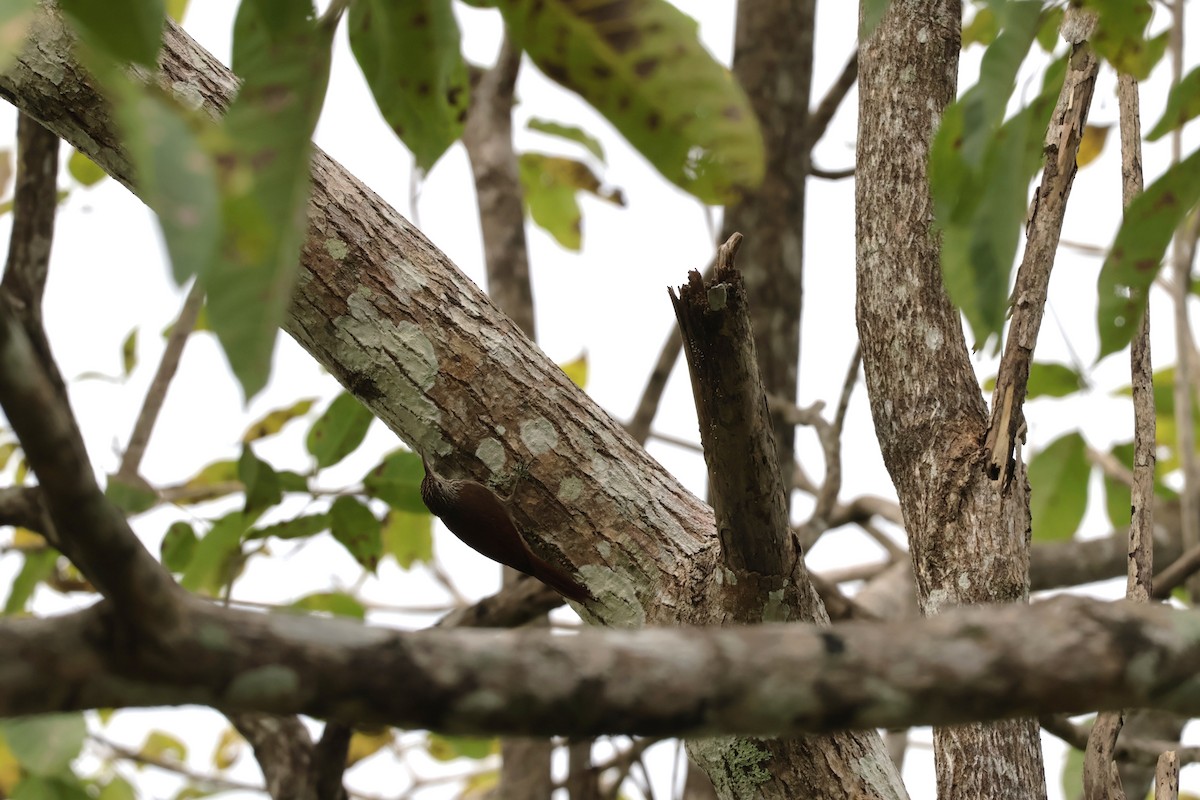 Streak-headed Woodcreeper - ML647070533