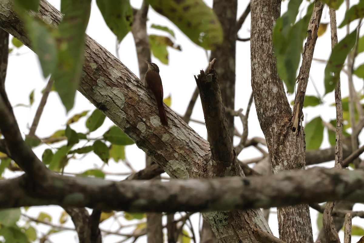 Streak-headed Woodcreeper - ML647070534