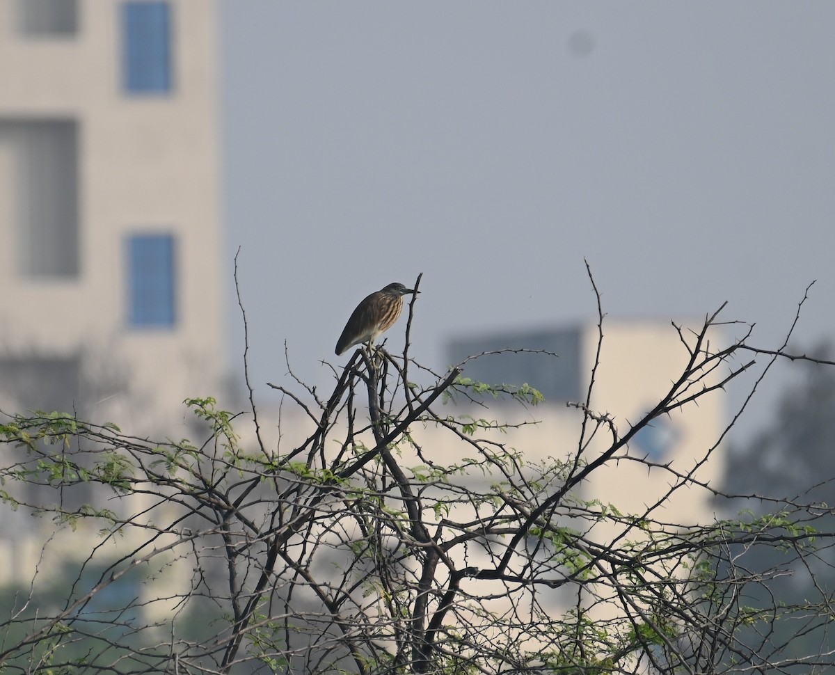 Indian Pond-Heron - ML647070538