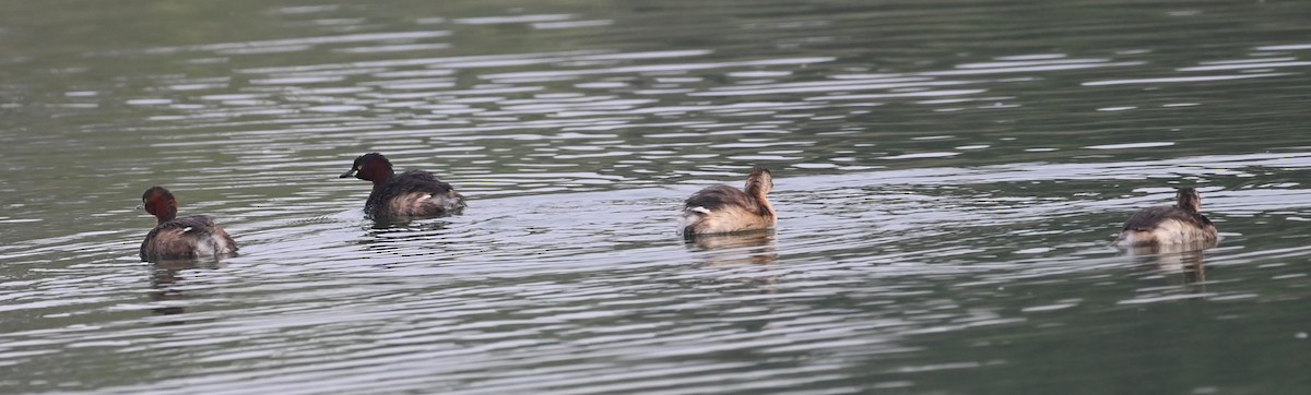 Little Grebe - ML647070539