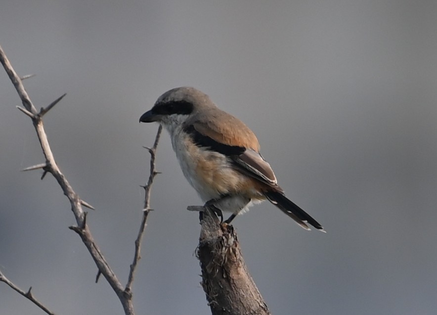 Antzandobi isats-luzea - ML647070546