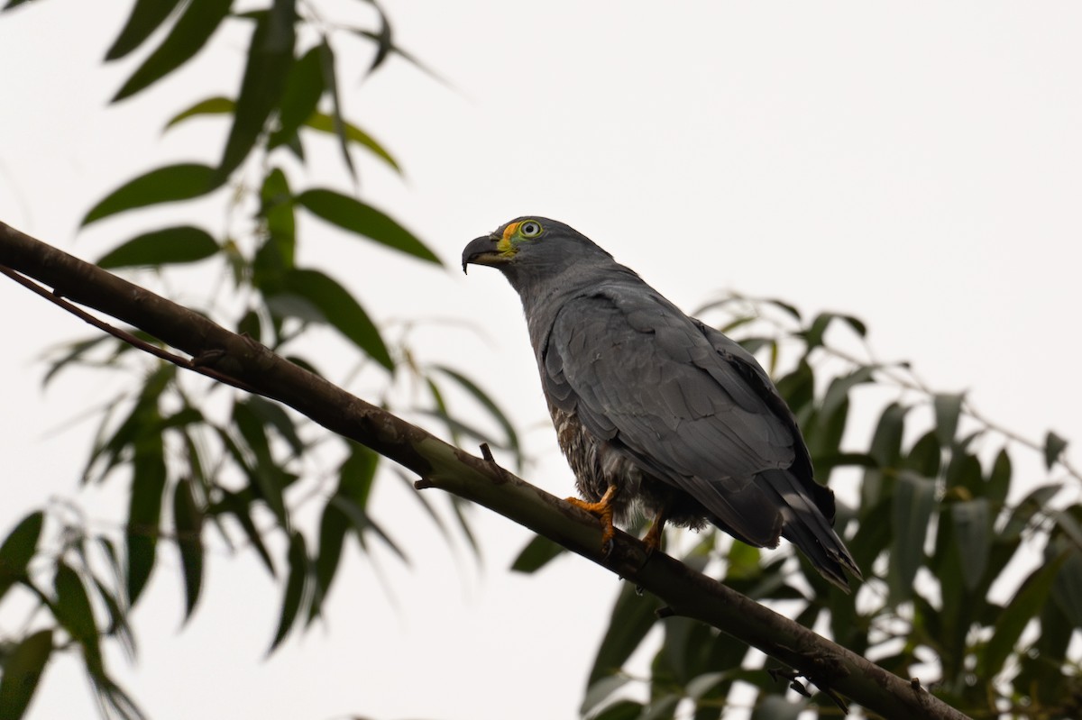 Hook-billed Kite - ML647070547
