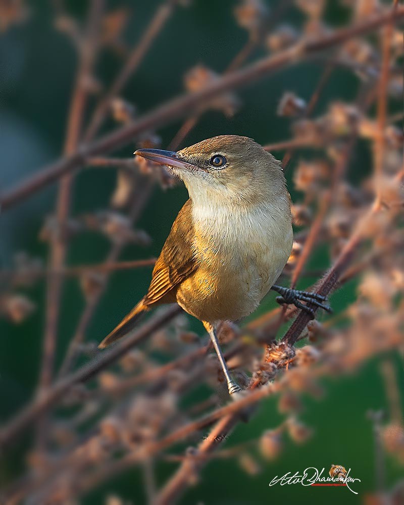 קנית אפריקנית - ML647070550
