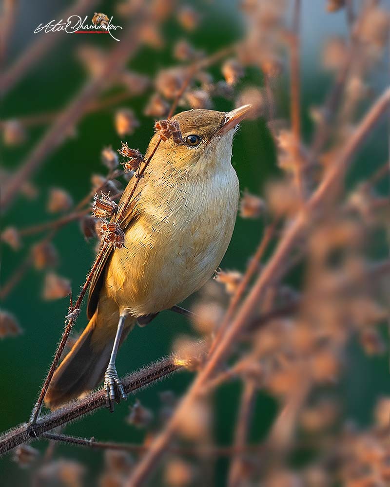 קנית אפריקנית - ML647070551