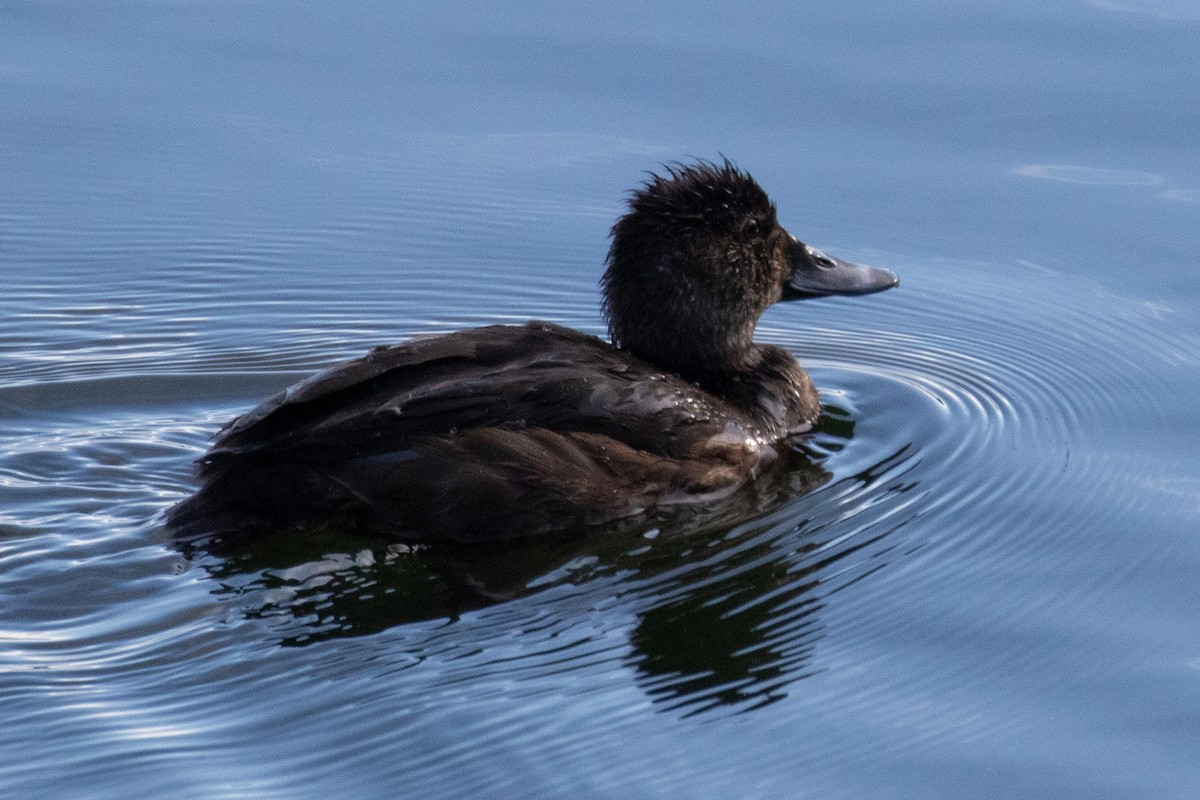 Ring-necked Duck - ML647070552