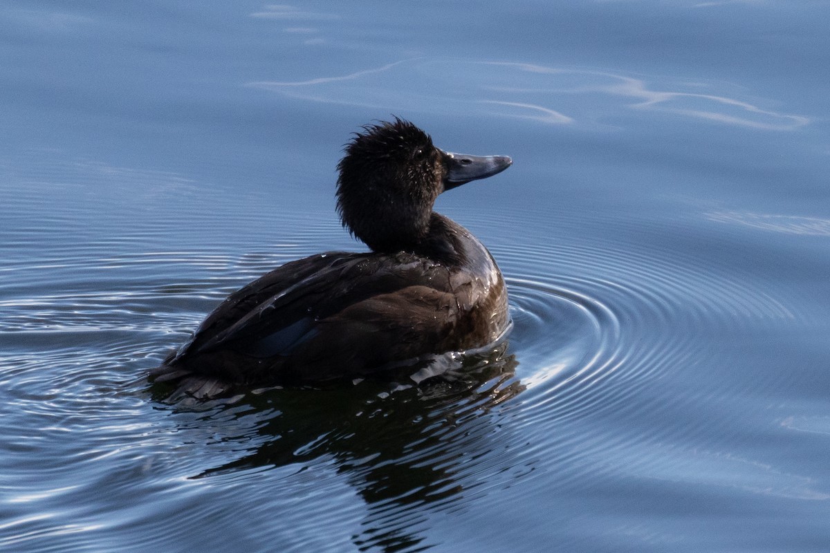 Ring-necked Duck - ML647070553