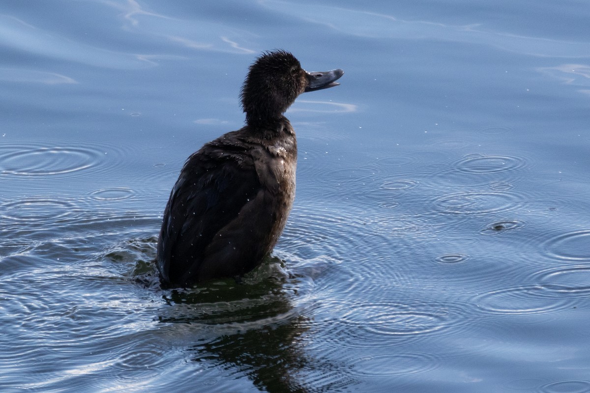 Ring-necked Duck - ML647070554