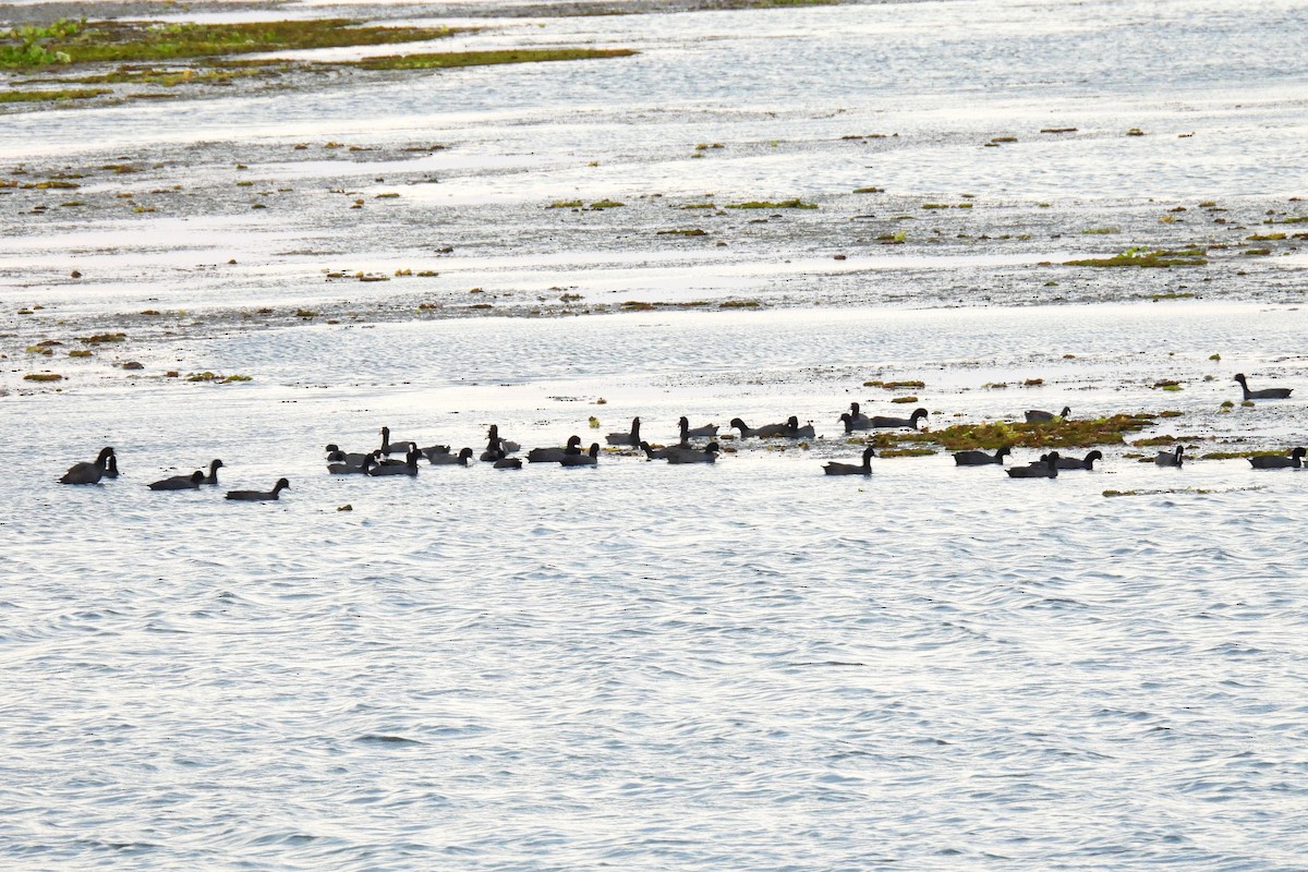 Eurasian Coot - ML647070556
