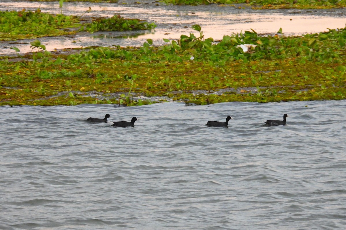 Eurasian Coot - ML647070557