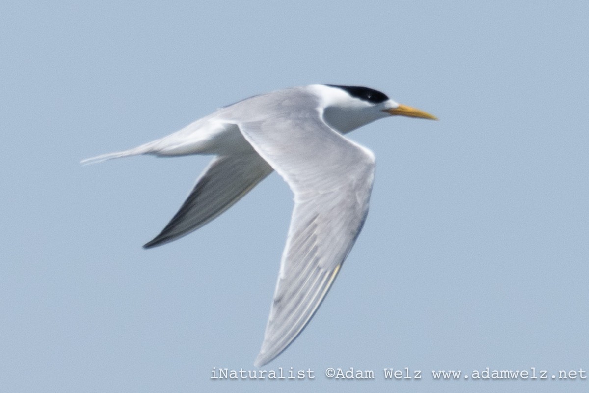 Tepeli Büyük Sumru - ML647070558