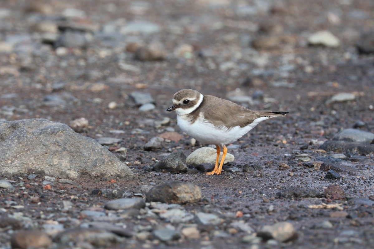 環頸鴴 - ML647070560