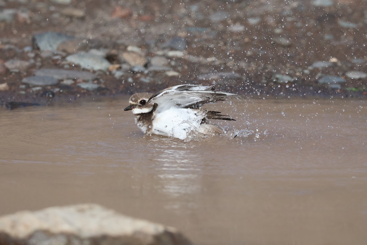 環頸鴴 - ML647070561