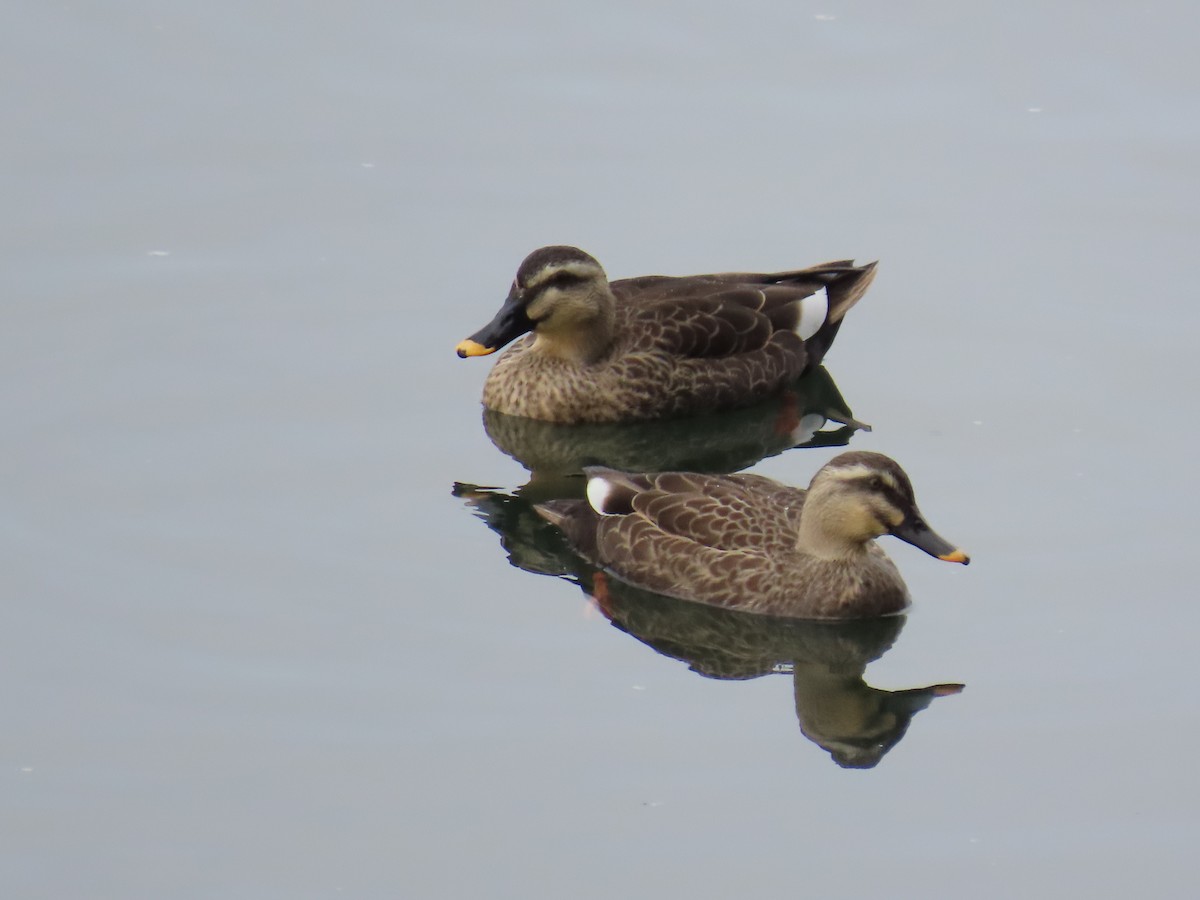 カルガモ - ML647070574