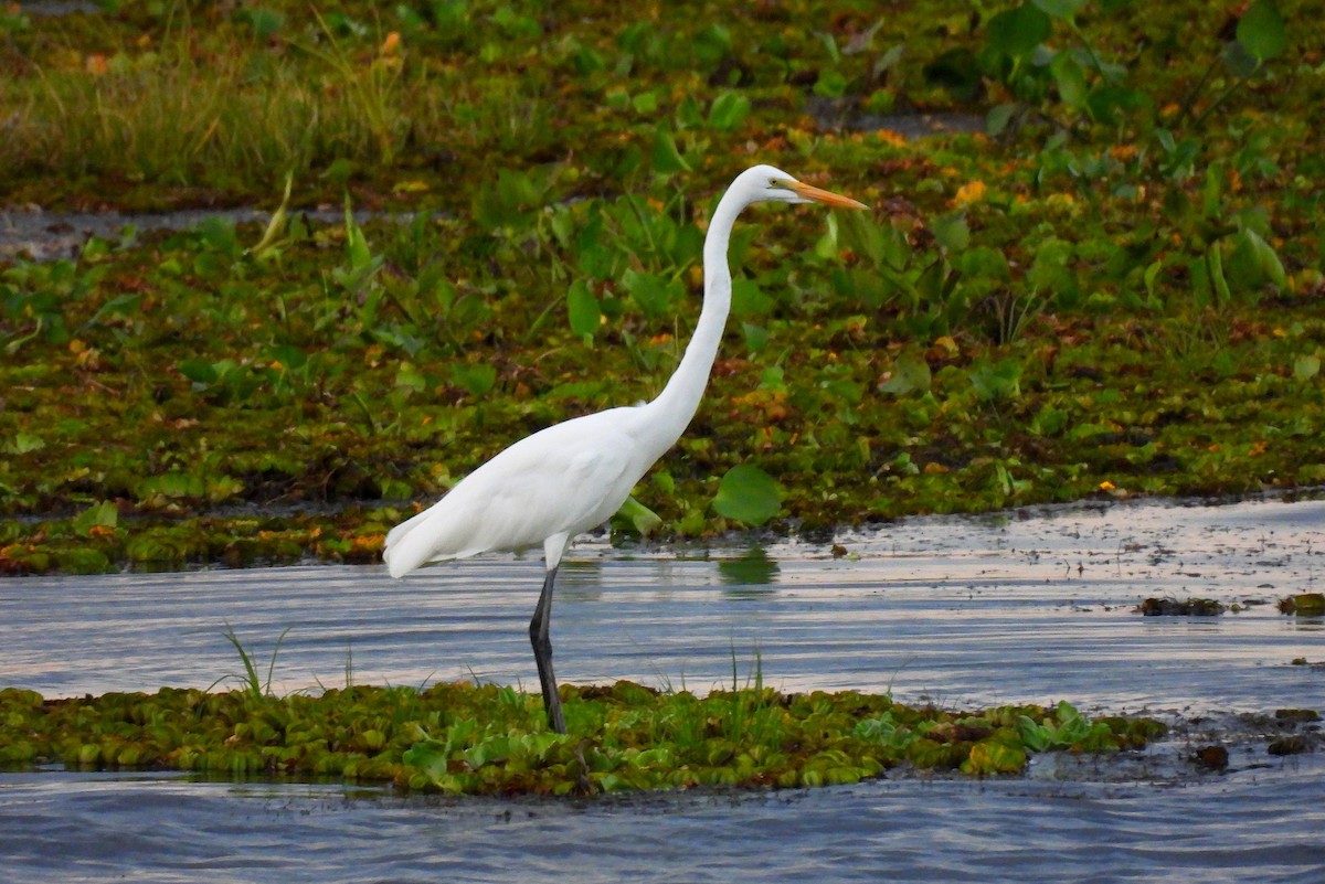 Great Egret - ML647070578
