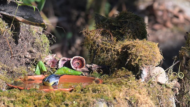Whiskered Yuhina - ML647070584