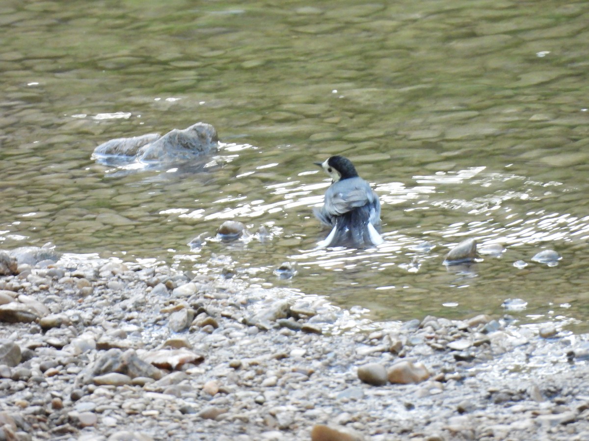 konipas bílý - ML647070586