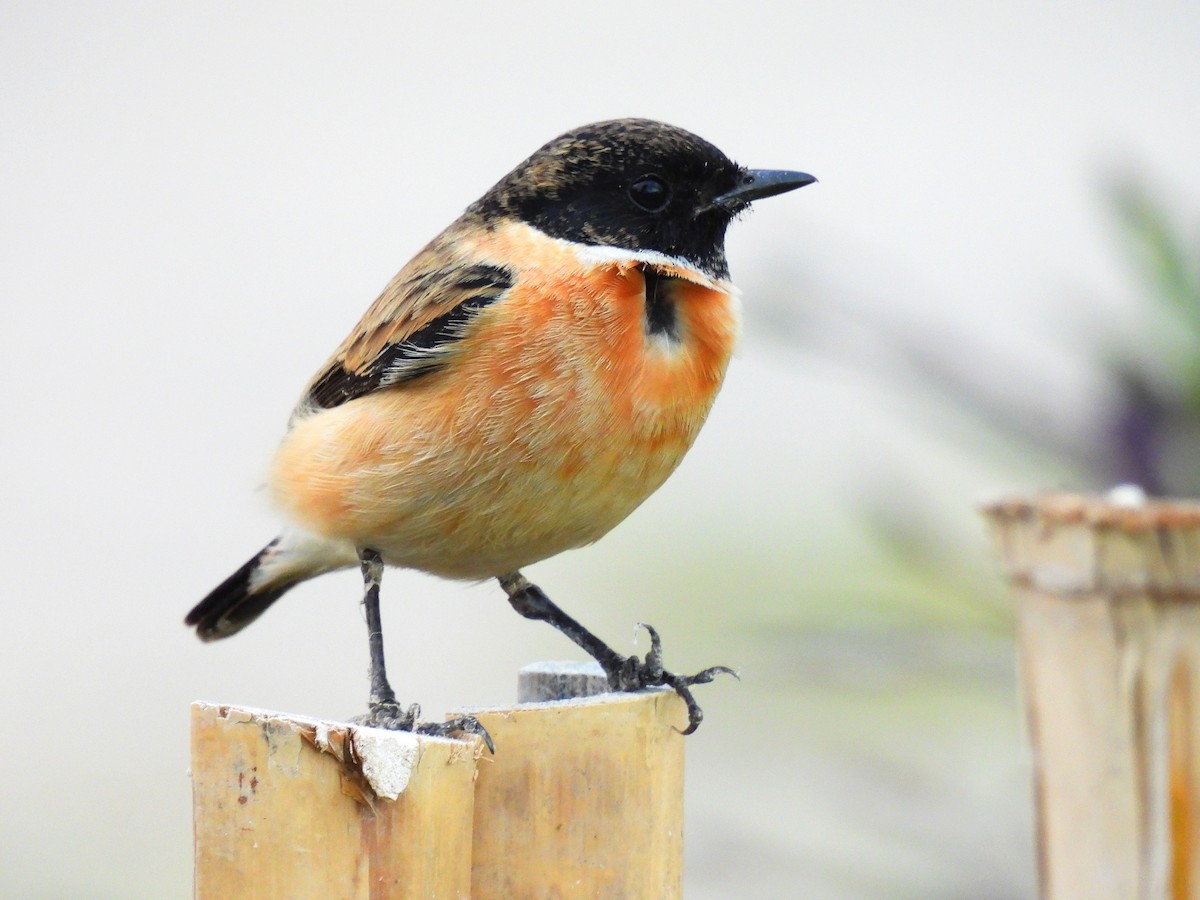 Amur Stonechat - ML647070590