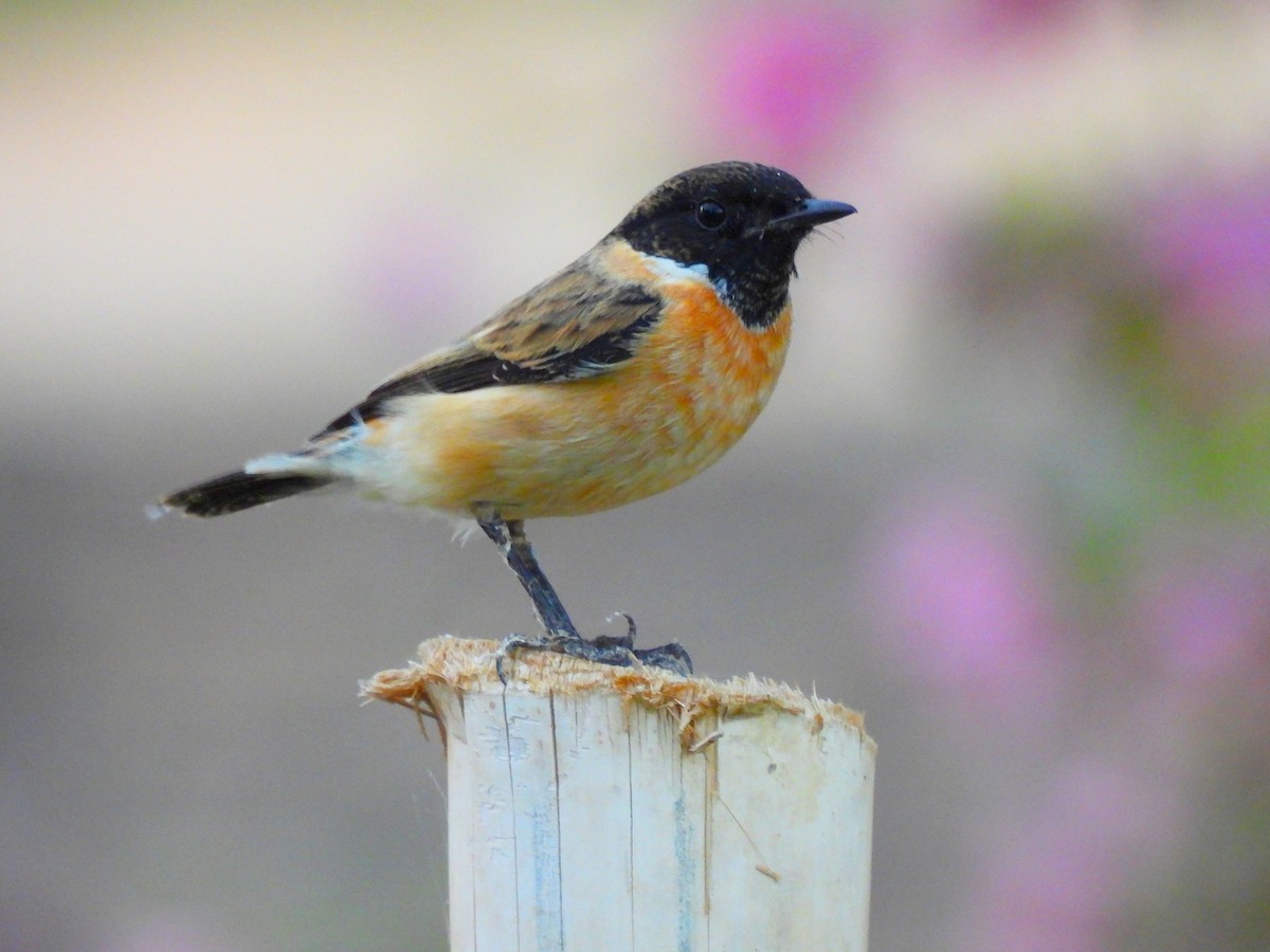 Amur Stonechat - ML647070591
