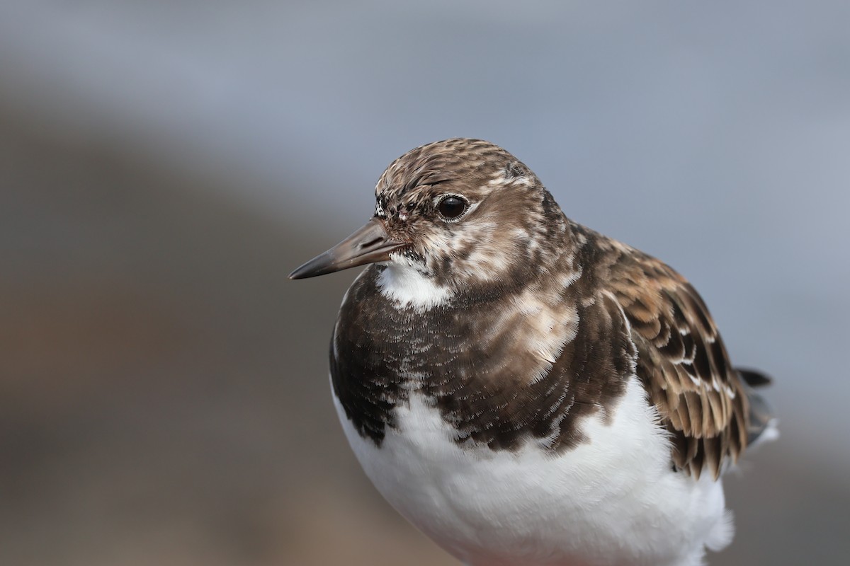 翻石鷸 - ML647070598