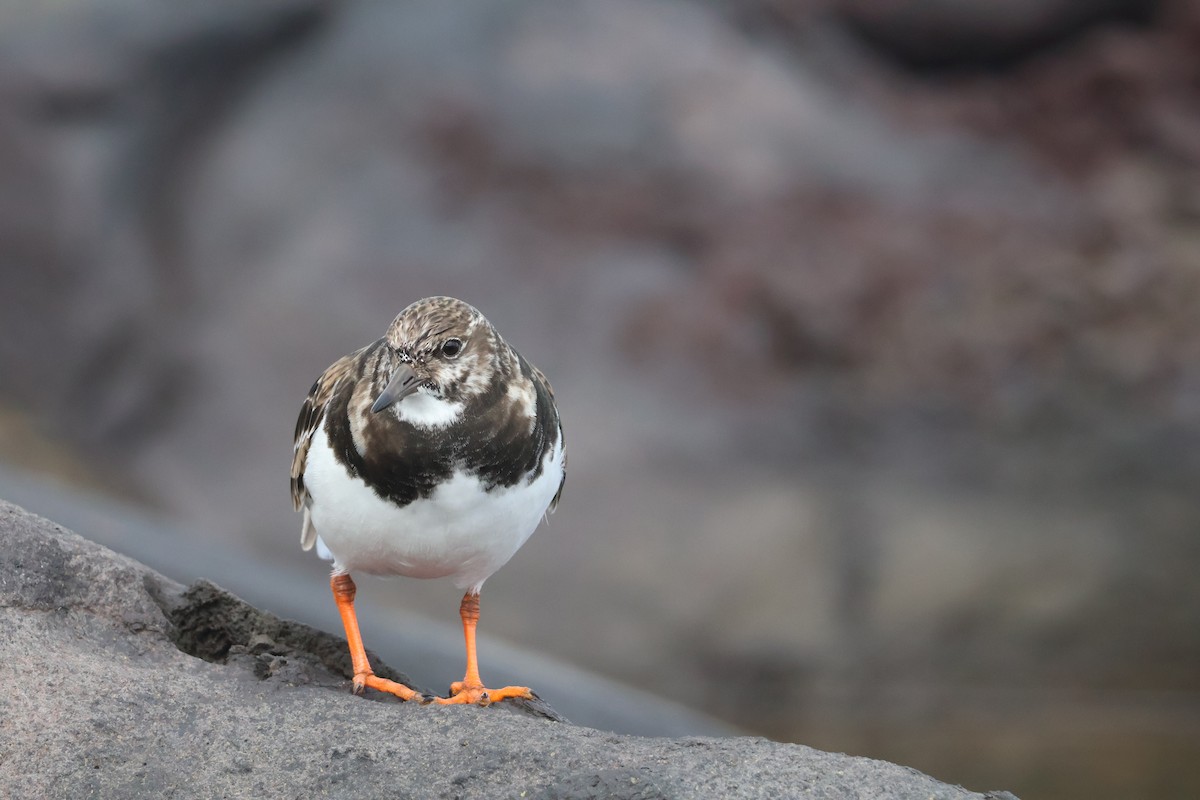 翻石鷸 - ML647070599