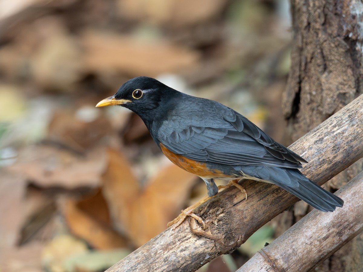 Black-breasted Thrush - ML647070601