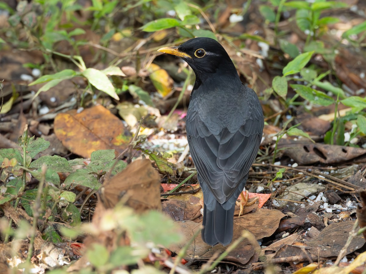 Black-breasted Thrush - ML647070602