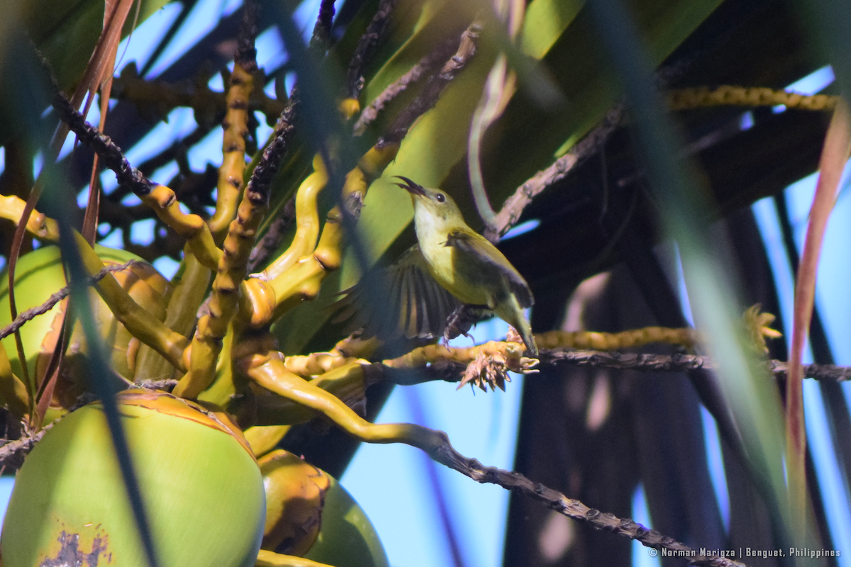 Flaming Sunbird - ML647070614