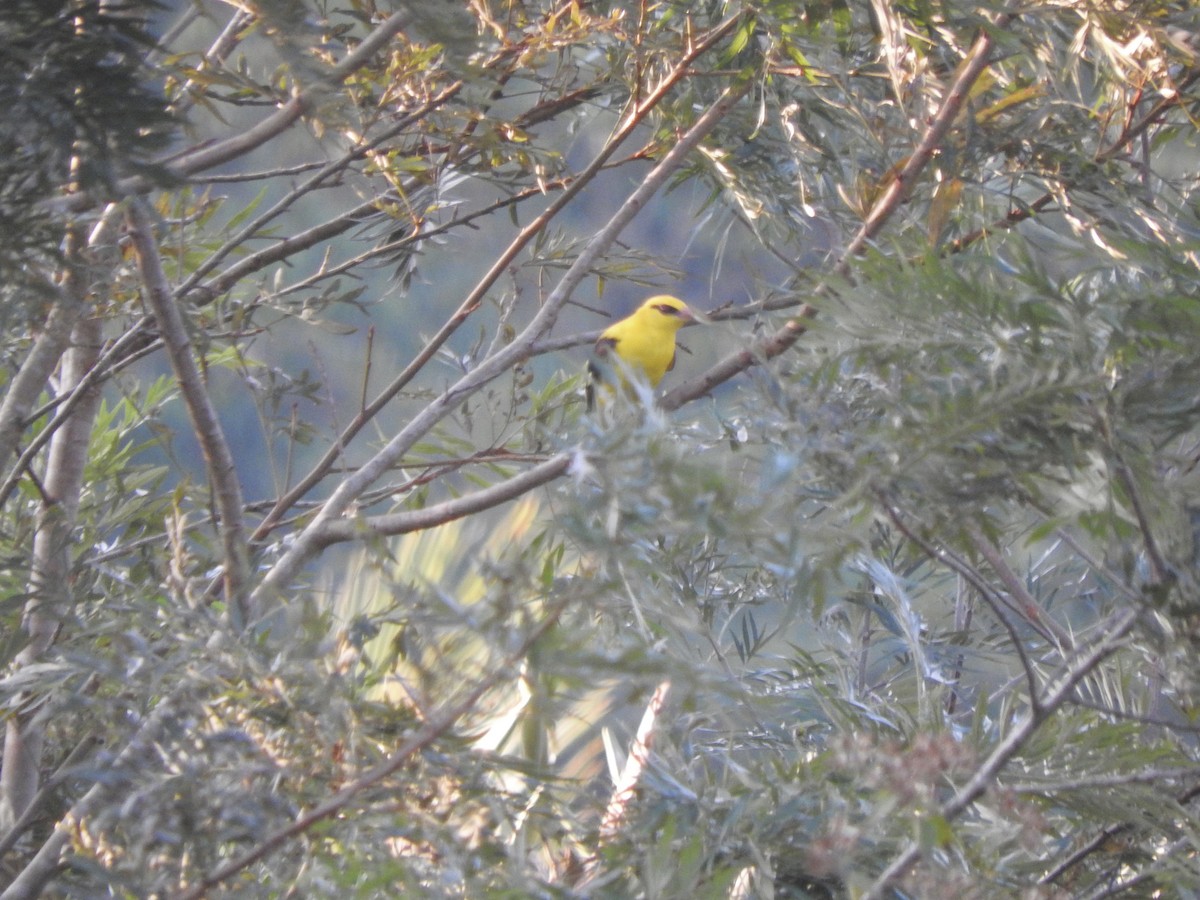 Indian Golden Oriole - ML647070621