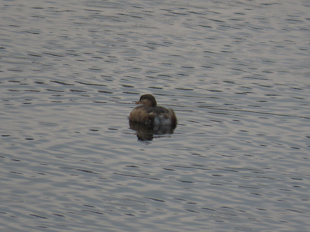 Little Grebe - ML647070624