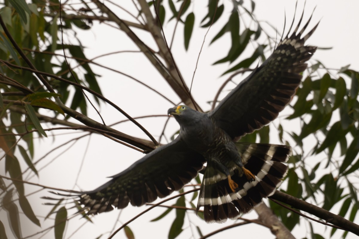 Hook-billed Kite - ML647070628