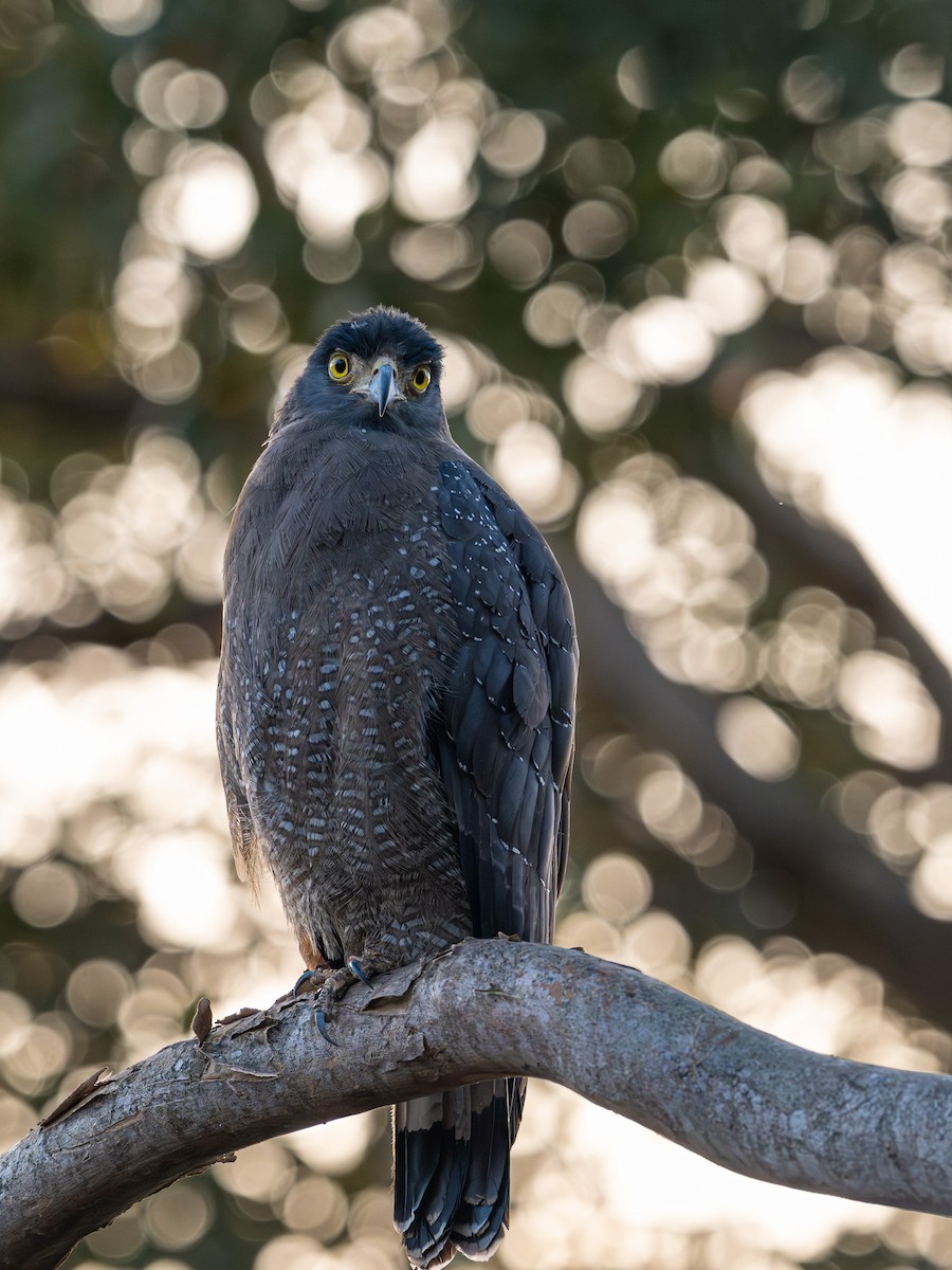 Culebrera Chiíla - ML647070629