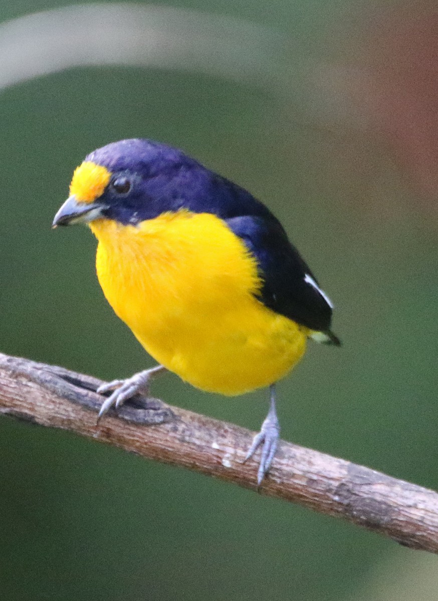 Violaceous Euphonia - ML647070630