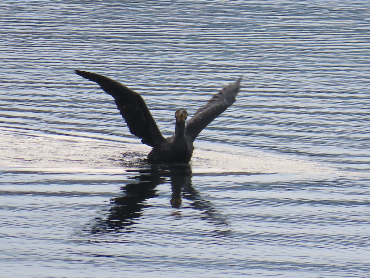 kormorán velký - ML647070632