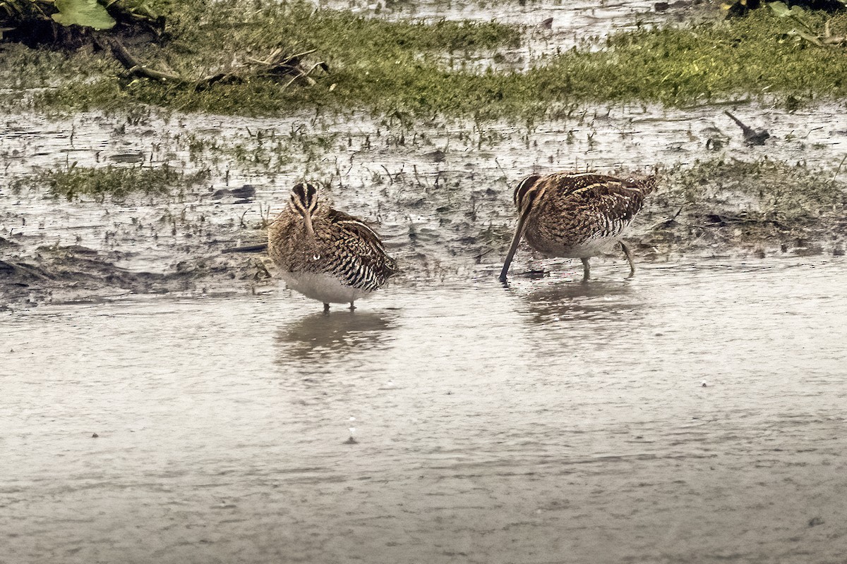 bekasina otavní - ML647070633