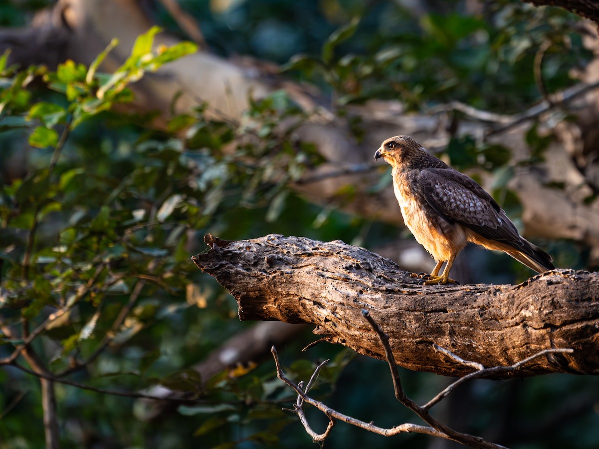White-eyed Buzzard - ML647070636