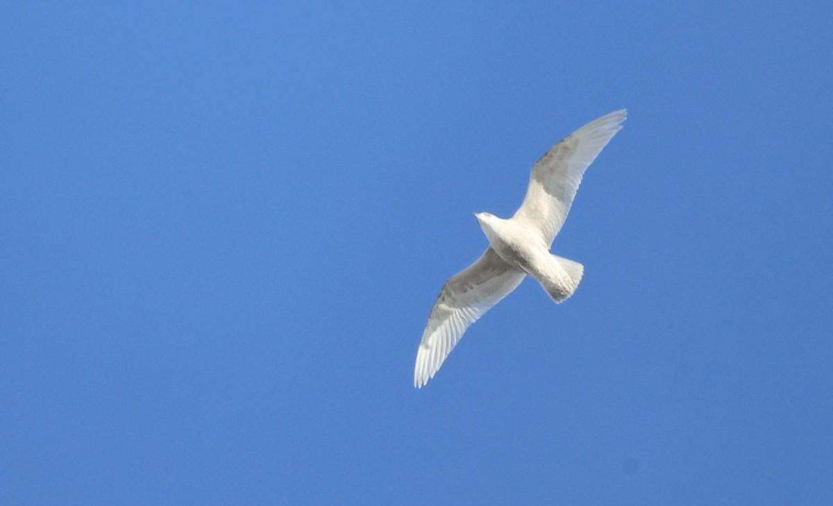 Gabbiano d'Islanda - ML647070637